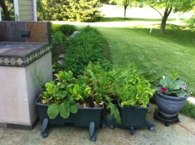 10 Tips for a Sustainable Garden and Yard Image